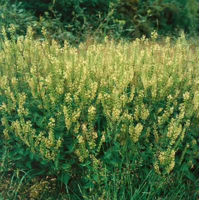 Produktbild von Teucrium scorodonia, Edel-Gamander, ca. 9x9 cm Topf
