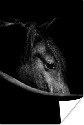Produktbild von MuchoWow® Poster Pferde - Porträt - Schwarz - Tiere 80x120 cm - Papierdruck