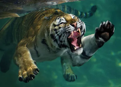 Produktbild von 3 D Ansichtskarte schwimmender Tiger, Postkarte Wackelkarte Hologrammkarte, Tier Raubkatze
