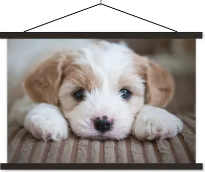 Produktbild von MuchoWow® Textilposter Nahaufnahme eines Cavachon-Welpen 60x40 cm mit schwarzem Rahmen - Hölzernes