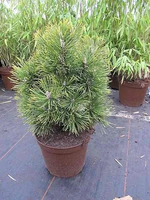 Produktbild von Zwergbergkiefer Alpenzwerg - Pinus mugo Alpenzwerg 25-30cm