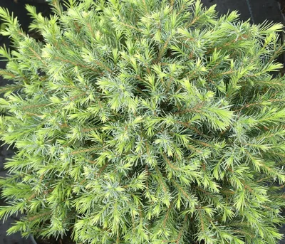 Image de Picea omorika 'Little Boy' Épicéa de Serbie nain 80-100 cm