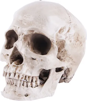 A realistic model of a human skull, shown from a side angle against a white background.