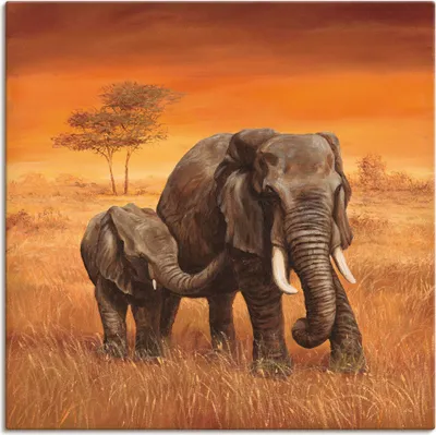 Produktbild von ARTland Leinwandbild Elefanten II Größe: 30x30 cm