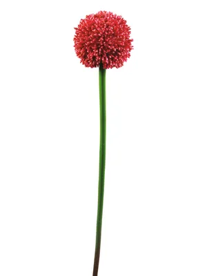 Produktbild von EUROPALMS Alliumzweig, künstlich, rot, 55cm (82530568)