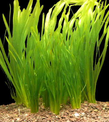 Produktbild von 5 Bund Vallisnerien Wasser-Pflanzen