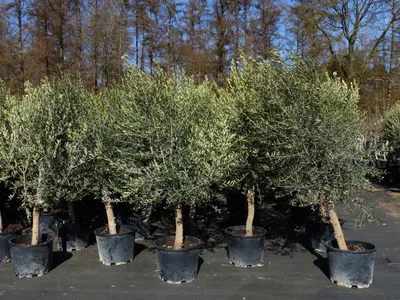 Produktbild von 8x Olivenbaum Olive "20 Jahre" 180 - 220 cm, beste Qualität, Stammumfang 20 - 30 cm, winterhart, Olea Europaea