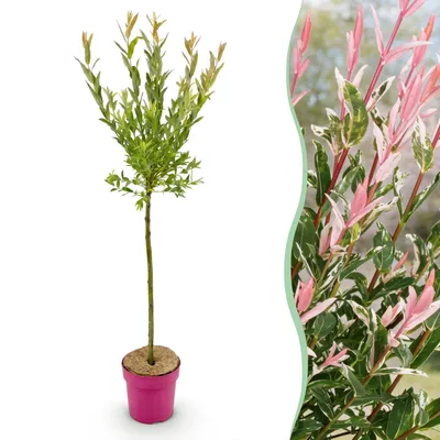 Image de Salix Flamingo - Ø19cm - ↕90-100cm