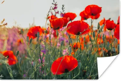Produktbild von MuchoWow® Poster Mohn - Blumen - Rot - Lila - Wiese 120x80 cm - Bilder
