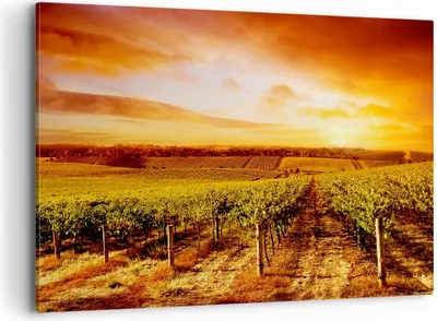 Produktbild von Bild auf Leinwand - Leinwandbild - Weinberg Aussicht Landschaft - 120x80cm - Wand Bild - Wanddeko - Leinwanddruck - Bilder - Kunstdruck - Wanddekoration - Leinwand bilder - Wandkunst - AA120x80-0170