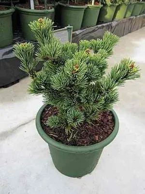 Produktbild von Pinus parviflora Gyokkasen - Japanische Mädchenkiefer - 25-30