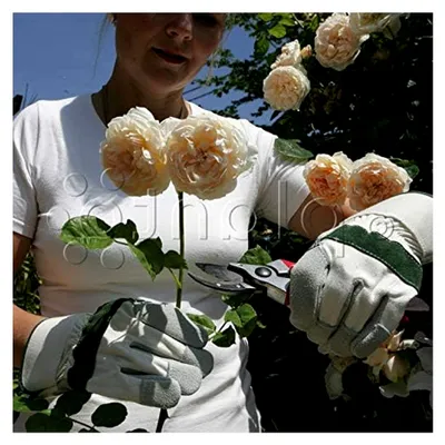 Produktbild von Leder Gartenhandschuhe, Rosenhandschuhe, dornensichere Arbeitshandschuhe