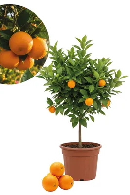 Produktbild von Enseleits Orangenbaum - Citrus Sinensis