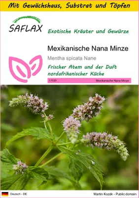 Produktbild von SAFLAX Anzucht Set - Mexikanische Nana Minze - Mentha spicata Nane - 500 Samen - Mit Mini-Gewächshaus, Anzuchtsubstrat und 2 Töpfen