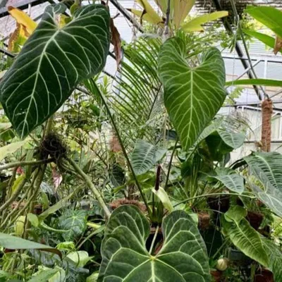 Immagine prodotto di Anthurium regale (Anthurium regale) - 1 seme germogliato