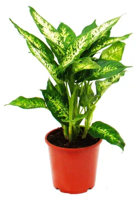 Produktbild von Dieffenbachia "compacta" - 17cm Topf