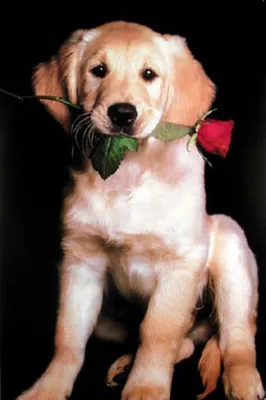 Produktbild von Hunde - Golden Retriever - Tier - Poster Druck - Größe 61x91,5 cm