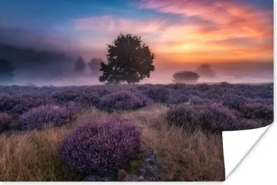 Produktbild von MuchoWow® Poster Blumen - Lavendel - Himmel 60x40 cm - Schlafzimmerdekoration