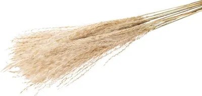 Produktbild von Fluffy-Silbergras, 10 Stiele, Größe ca. 60-70cm | Miscanthus sinensis