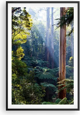 Produktbild von Gerahmtes Poster - Schwarzer Rahmen - Morgendämmerung Bäume Wald - 61x91,5 cm - Wand Bild - Wanddeko - Wandbilder - Kunstposter - Wandposter - Bilderrahmen - Bilder - Kunstdruck - P2BPA61x91-4403