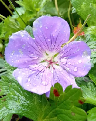 Immagine prodotto di Geranio Geranium wallichianum Rozanne A fioritura continua in vaso da 2 litri viola