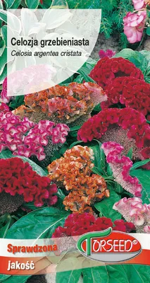 Produktbild von Samen von Crested Celosia, Mischung 0.5g - Torseed