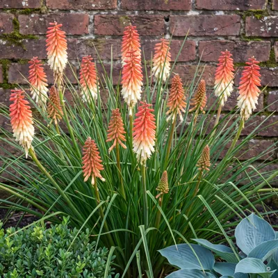 Produktbild von Stauden Gänge 1 x Kniphofia 'Orange Vanilla Popsicle' - Zweifarbige Fackellilie, kompakt 45-60 cm - winterhart, mehrjährig, 11x11 cm Topf