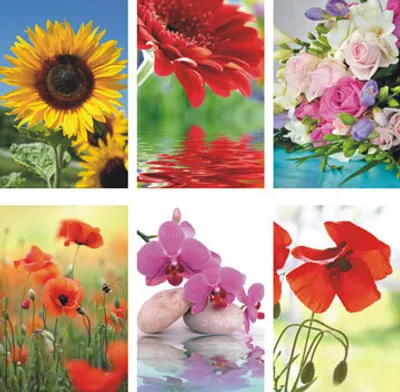 Produktbild von Glückwunschkarten 100 Stück Blanko Blumen sortiert