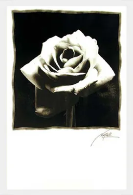 Produktbild von Black & White - Poster - Schwarze Rose Version 2 + Wechselrahmen, Shinsuke® Maxi MDF weiss, Acryl-Scheibe