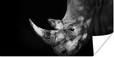 Produktbild von MuchoWow® Poster Rhinozeros - Tier - Licht 40x20 cm - Poster für die Wand - Poster Schlafzimmer