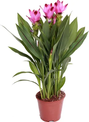 Zdjęcie produktu dla Bloomique - Curcuma Siam - Tulipan syjamski - Roślina doniczkowa - Oczyszczająca powietrze - Kwitnąca - Wysokość 40-50 cm - Doniczka 14 cm