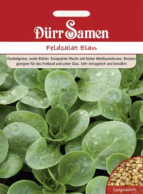 Produktbild von Dürr-Samen - Feldsalat Elan - Saatgut - 1500