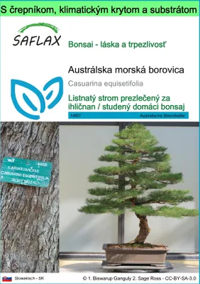 Obrázok produktu pre SAFLAX Garden to go - Austrálska morská borovica - Casuarina equisetifolia - 200 Semená - S črepníkom, klimatickým vekom a pestovateľským substrátom