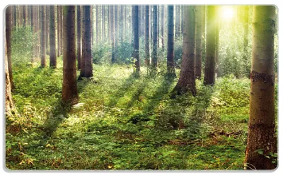 Produktbild von Wallario Frühstücksbrettchen aus Glas, je 14 x 23 cm, mit rutschfesten Füßen, Motiv Sonnenuntergang im Wald zwischen den Bäumen