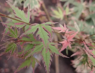 Produktbild von Ahorn palmatum Kagiri Nishiki - Japanischer Fächerahorn 40-60