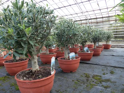 Produktbild von Olivenbaum Bonsai Formgehölz, Olive winterhart, Olea europaea 50 - 60 cm