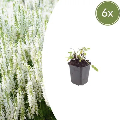 Produktbild von Salvia n. 'Schneehugel' | 6 Stück - 10-25cm - Ø9cm - Gartenpflanze