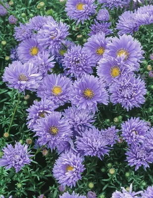 Produktbild von Aster novi-belgii 'Schöne von Dietlikon', Herbstaster, ca. 9x9 cm Topf