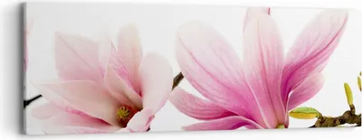 Produktbild von Bild auf Leinwand - Leinwandbild - Magnolie blume natur pflanze - 90x30cm - Wand Bild - Wanddeko - Leinwanddruck - Bilder - Kunstdruck - Wanddekoration - Leinwand bilder - Wandkunst - AB90x30-2641