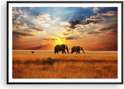Produktbild von Gerahmtes Poster - Schwarzer Rahmen - Elefanten Safari Dschungel Busch - 100x70 cm - Wand Bild - Wanddeko - Wandbilder - Wandposter - Bilderrahmen - Bilder - Kunstdruck - Wandbild - P2BAA100x70-3150