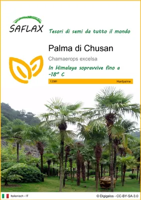 Immagine prodotto di SAFLAX  - Palma di Chusan - 10 semi - Chamaerops