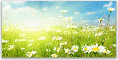 Produktbild von Glasbilder 140x70 Wandbild Druck auf Glas Wiese Gänseblümchen Natur