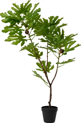 Produktbild von HOMLA Künstliche Pflanze BOTANIZE Feigenbaum 85 cm