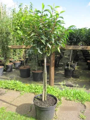 Produktbild von Prunus lusitanica - Portugisische Lorbeerkirsche - Hochstamm