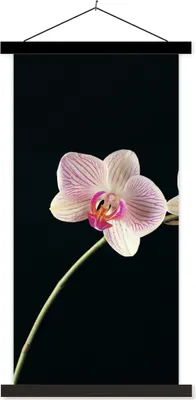 Produktbild von MuchoWow® Textilposter Orchidee - Blumen - Schwarz - Rosa - Knöpfe 40x80 cm mit schwarzem Rahmen - Wandemalerei
