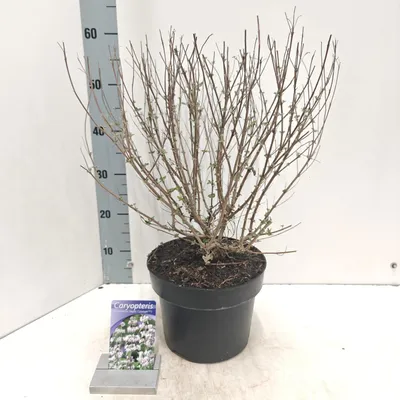 Immagine prodotto di Caryopteris Stephi ('Lissteph'PBR) - Caryopteris  | 40-50 cm in vaso