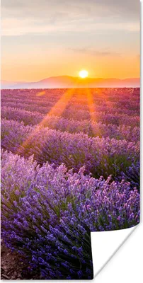 Produktbild von MuchoWow® Poster Lavendel - Sonnenuntergang - Blumen - Lila 60x120 cm - Wandschmuck