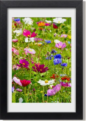 Produktbild von Bild 20x30 MDF-Rahmen, Wandkunst Wildblumen