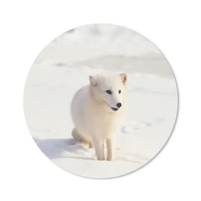 Produktbild von MuchoWow® Mauspad Mousepad Fuchs - Schnee - Weiß 30x30 cm - Mousepads - Maus Mat - Pad - Mausunterlage - Tischunterlage - Schreibtischmatten