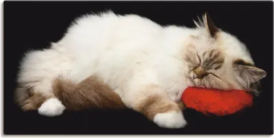 Produktbild von ARTland Leinwandbild Müde Katze Größe: 60x30 cm